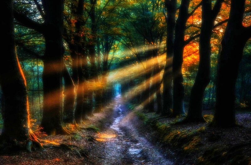 Sunlight Through Forest Path — Green, Serene, Sunset, Photograph