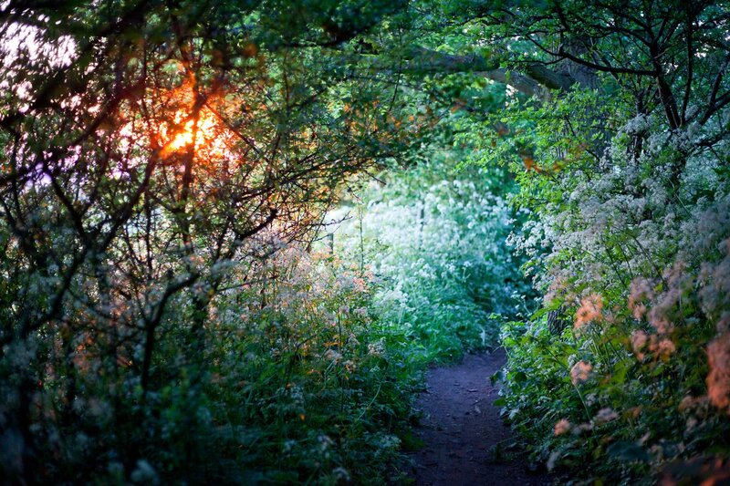 Sunlight Through Forest Path — Green, Serene, Sunset