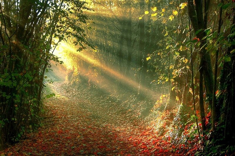 Sunlight Through Forest Path — Green, Serene