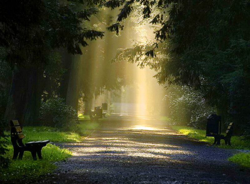 Sunlight Through Forest Path — Green