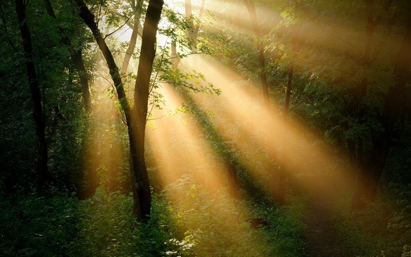 Sunlight Through Forest — Path, Leaves