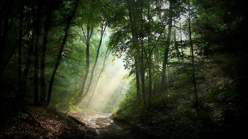 Sunlight Through Forest — Path, Mist