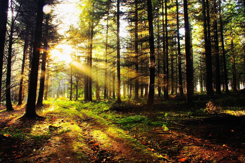 Sunlight Through Forest — Path, Moss
