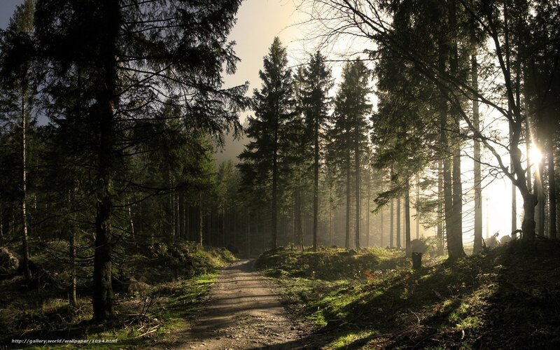 Sunlight through forest path