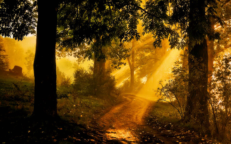 Sunlight Through Forest Path — Yellow