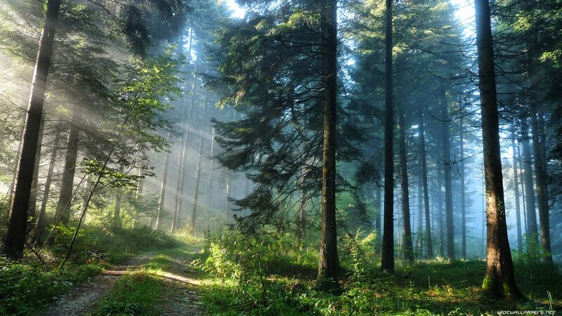 Sunlight Through Forest — Photograph, Blue