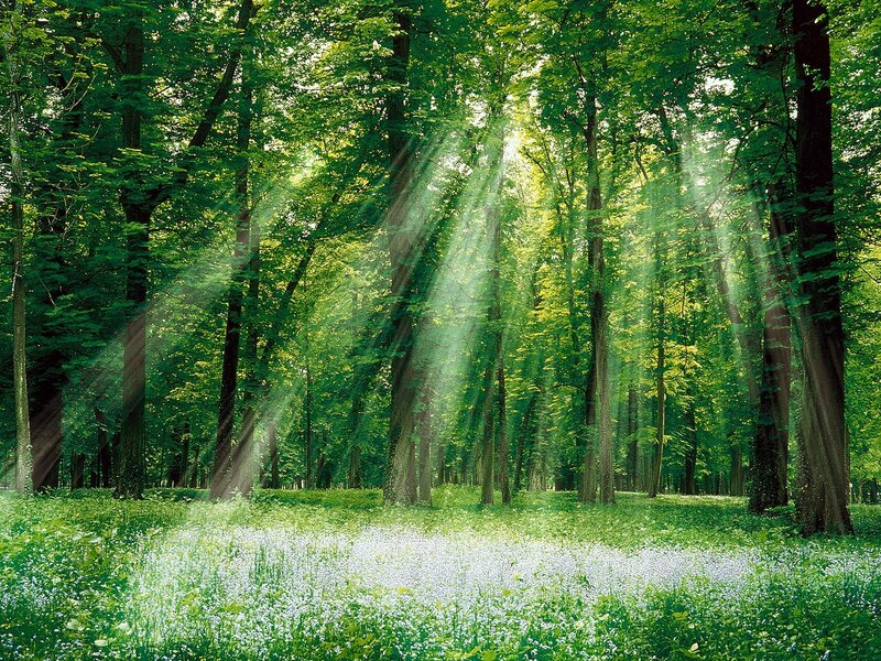 Sunlight Through Forest — Photograph, Flowers