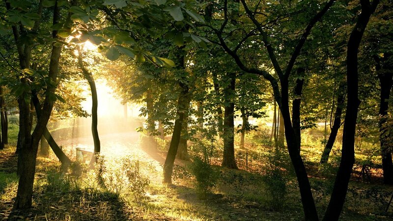 Sunlight Through Forest — Photograph, Path