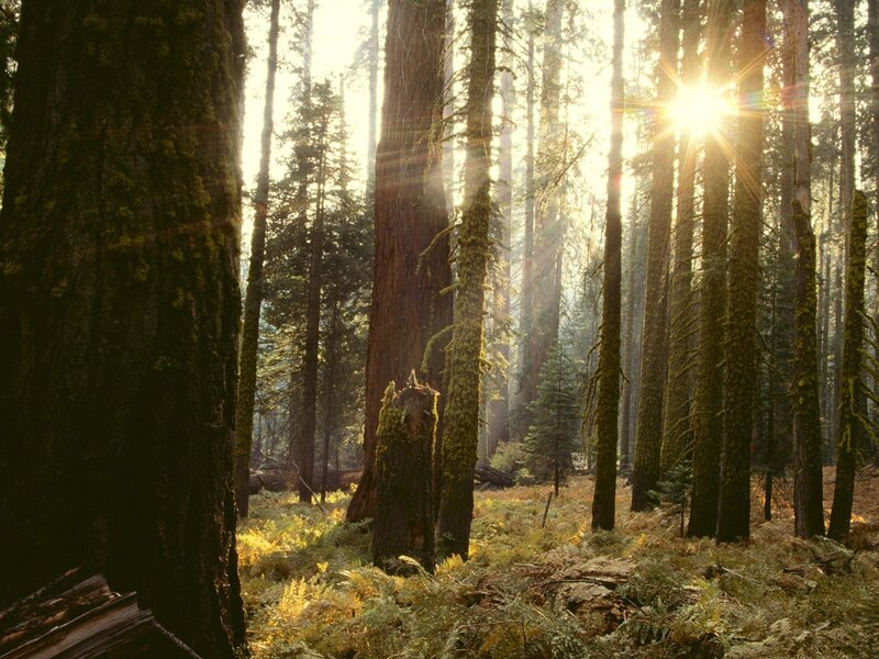 Sunlight Through Forest — Photograph, Sun