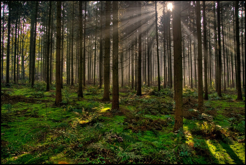 Sunlight Through Forest — Photograph, Trees