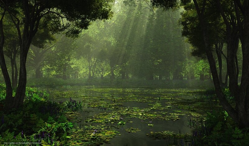 Sunlight through forest pond