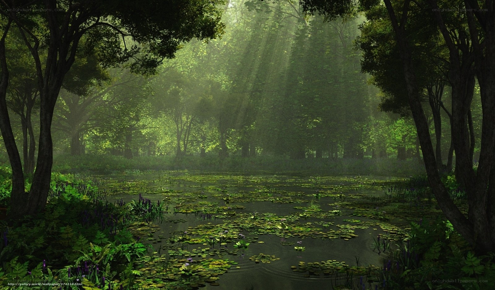 Sunlight through forest pond