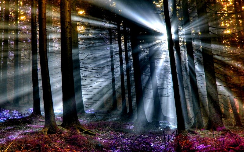 Sunlight Through Forest — Purple, Dramatic, Morning