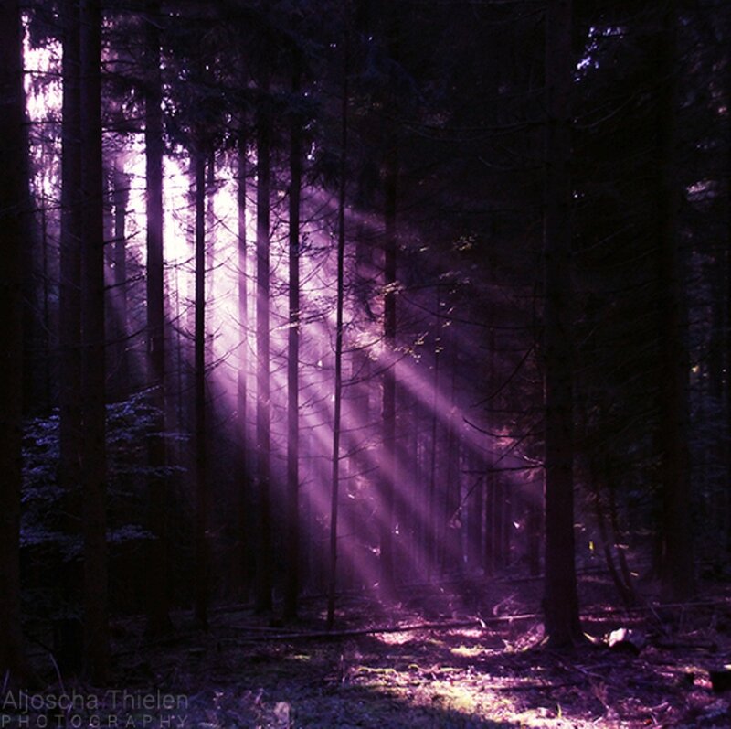 Sunlight Through Forest — Purple, Dramatic
