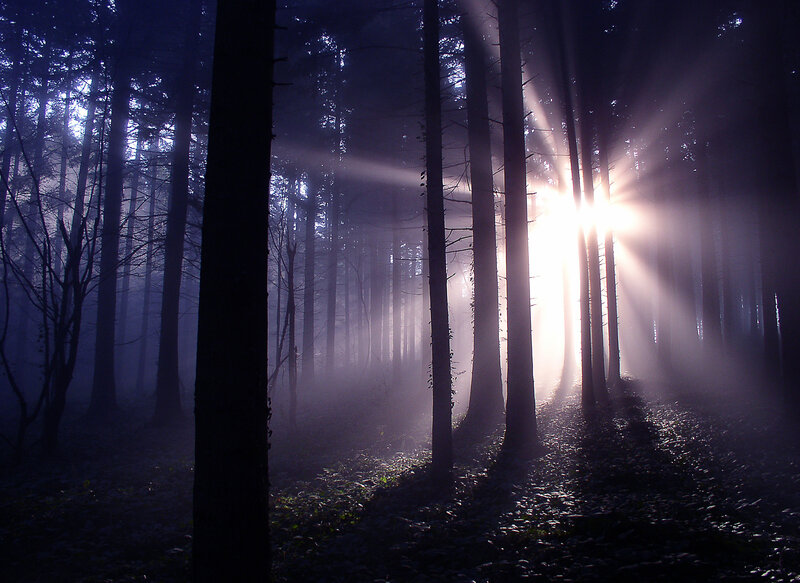 Sunlight Through Forest — Purple