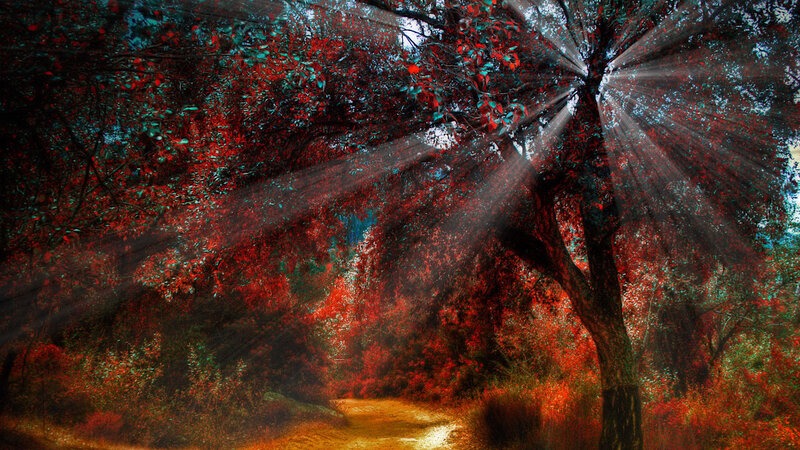 Sunlight Through Forest — Red, Dramatic, Afternoon, Digital Art