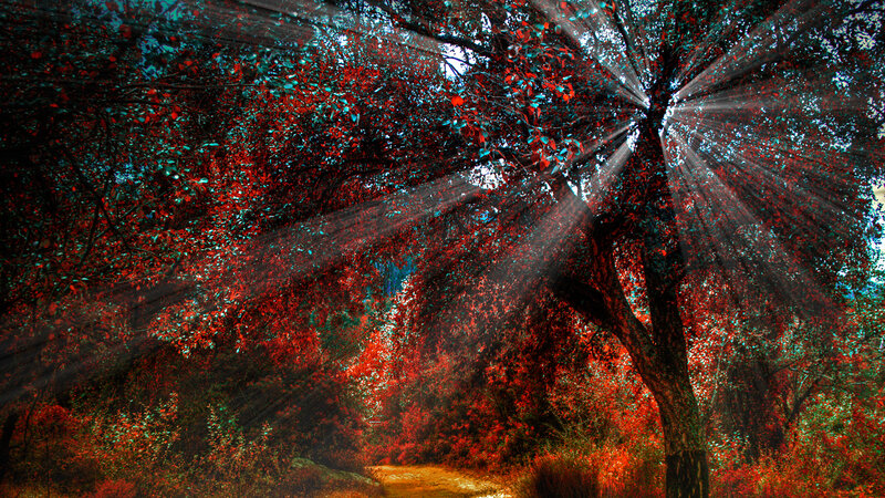 Sunlight Through Forest — Red, Dramatic, Afternoon, Digital Art, Trees