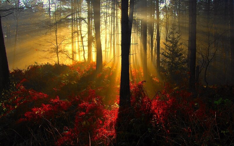 Sunlight Through Forest — Red, Dramatic, Autumn, Photograph