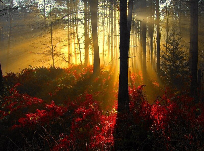 Sunlight Through Forest — Red, Dramatic, Autumn