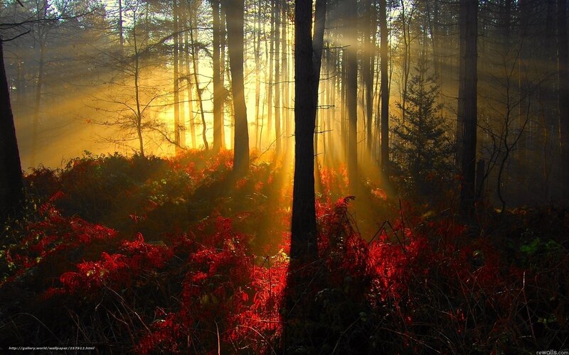 Sunlight Through Forest — Red, Dramatic, Sunrise
