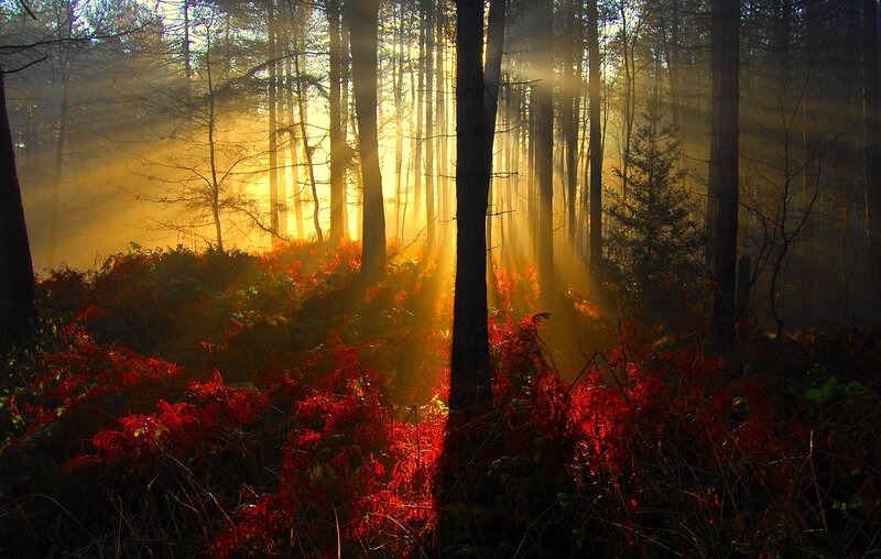 Sunlight Through Forest — Red, Dramatic