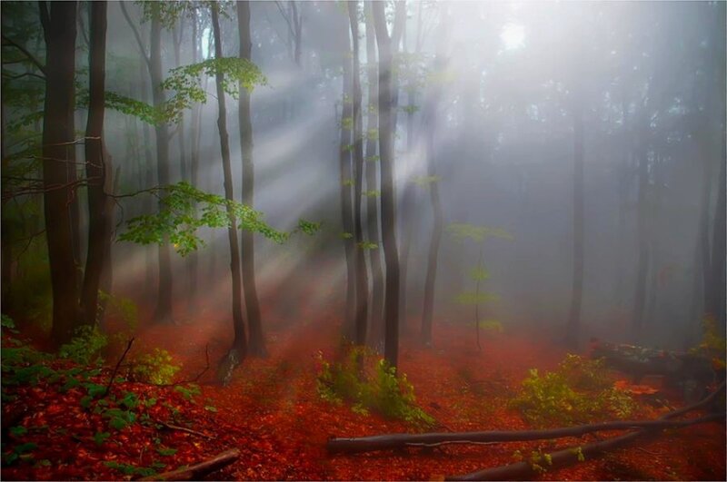 Sunlight Through Forest — Red