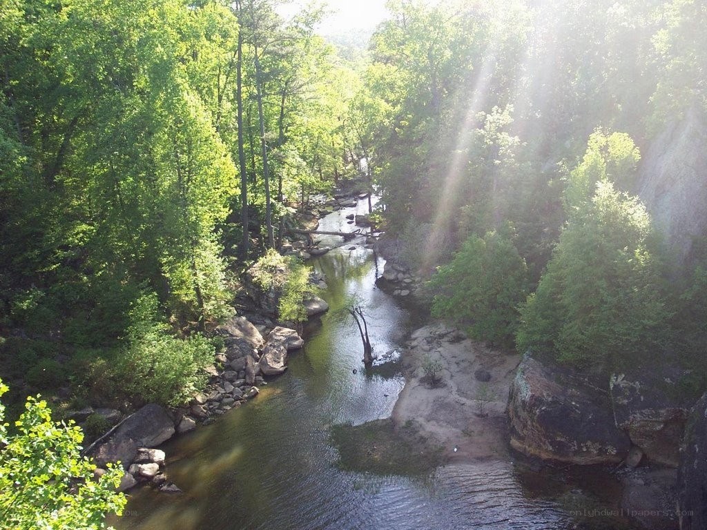 Sunlight through forest river