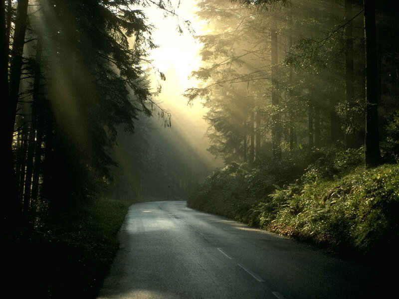 Sunlight through forest road