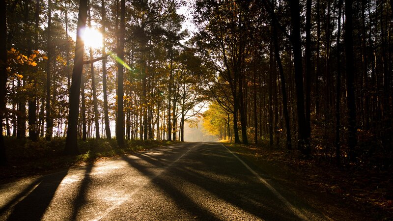Sunlight through forest road