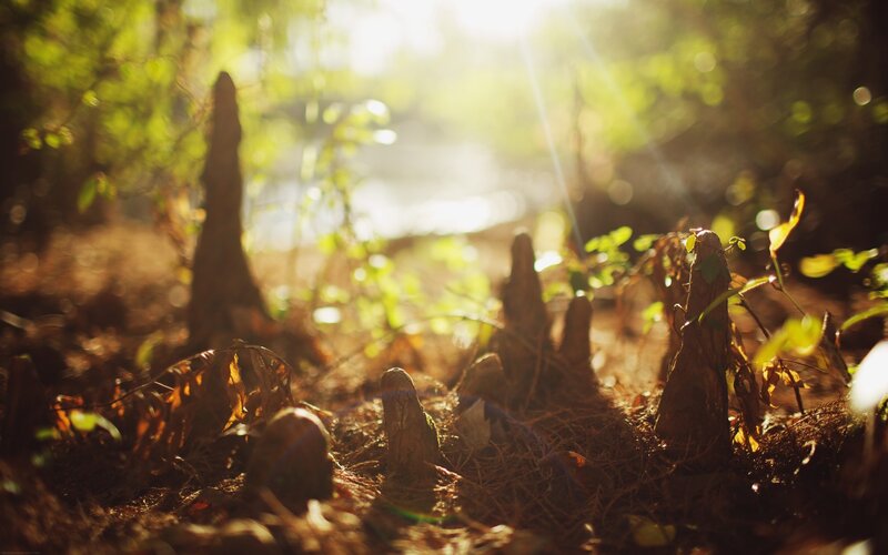 Sunlight through forest roots