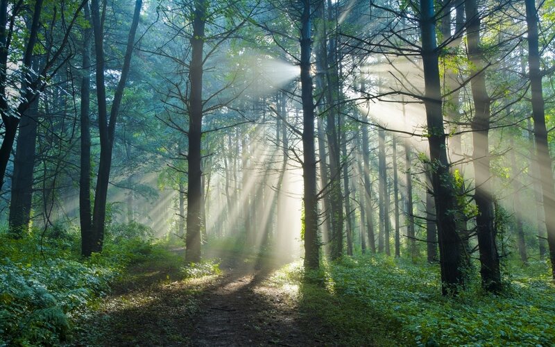 Sunlight Through Forest — Serene, Foliage