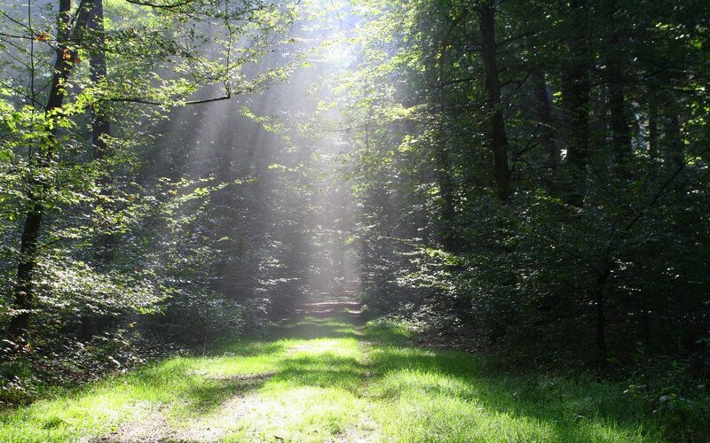 Sunlight Through Forest — Serene, Grass