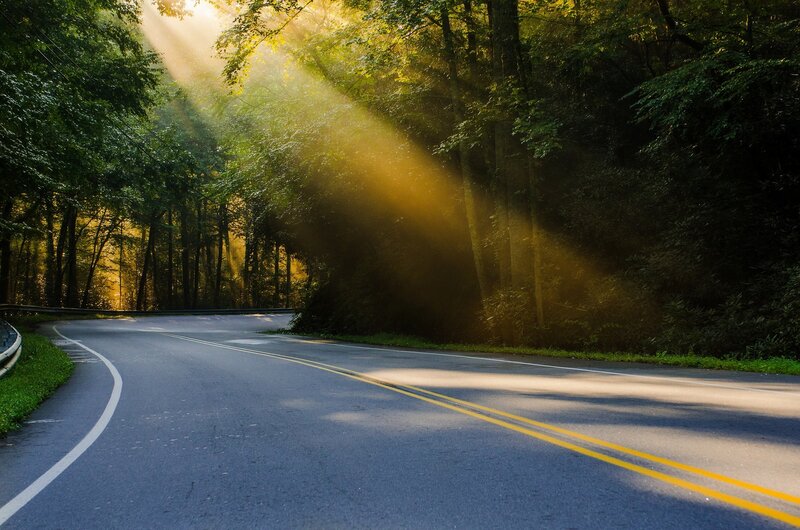 Sunlight Through Forest — Serene, Gray