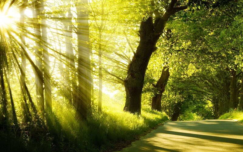 Sunlight Through Forest — Serene, Road