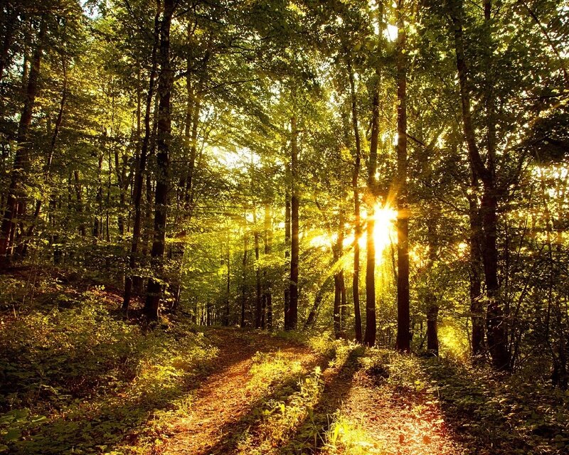 Sunlight Through Forest — Serene, Sun