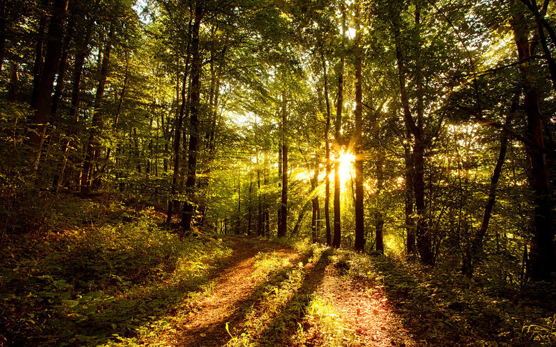 Sunlight Through Forest — Serene, Sunset