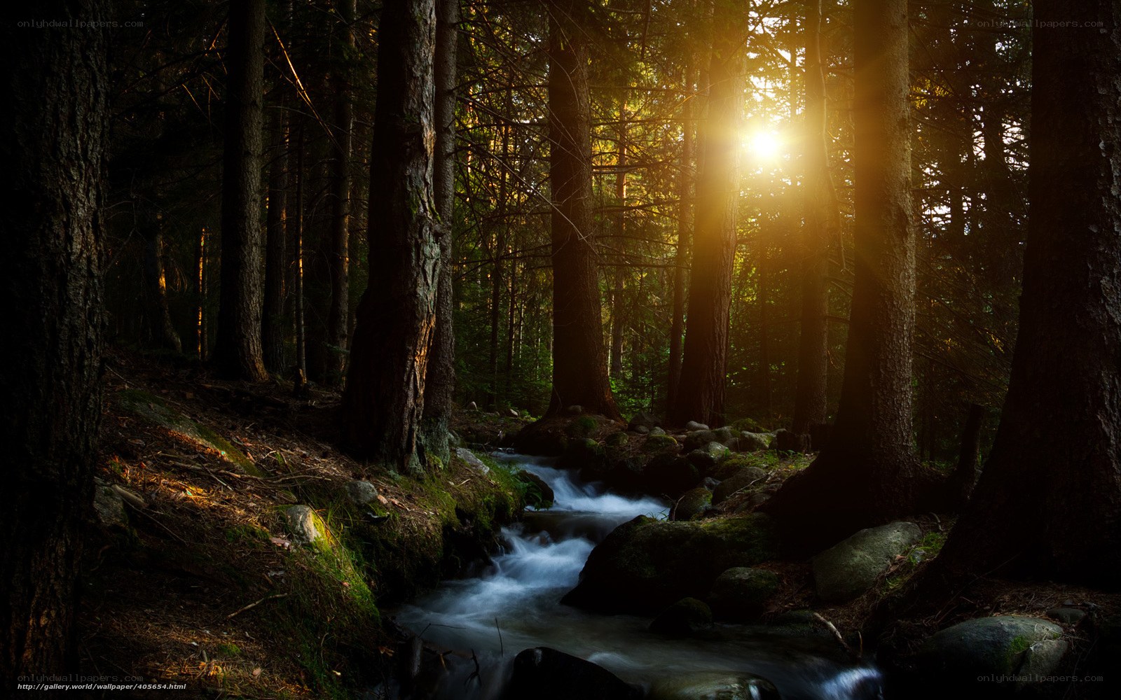 Sunlight through forest stream