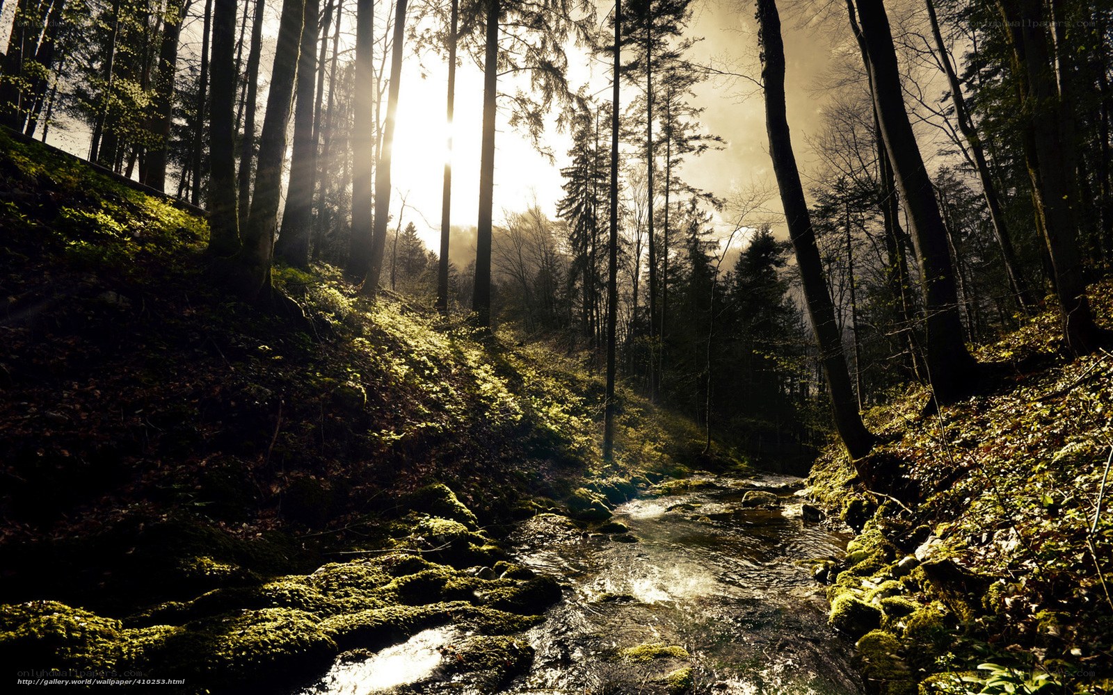 Sunlight through forest stream