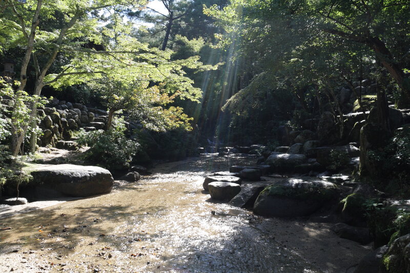 Sunlight through forest stream