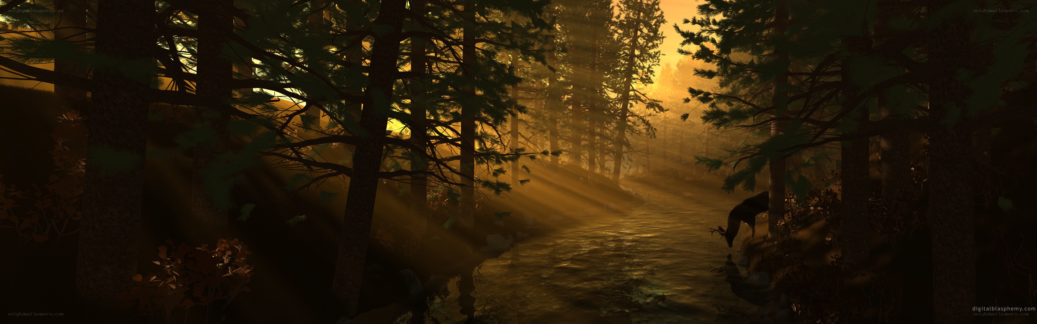 Sunlight through forest stream