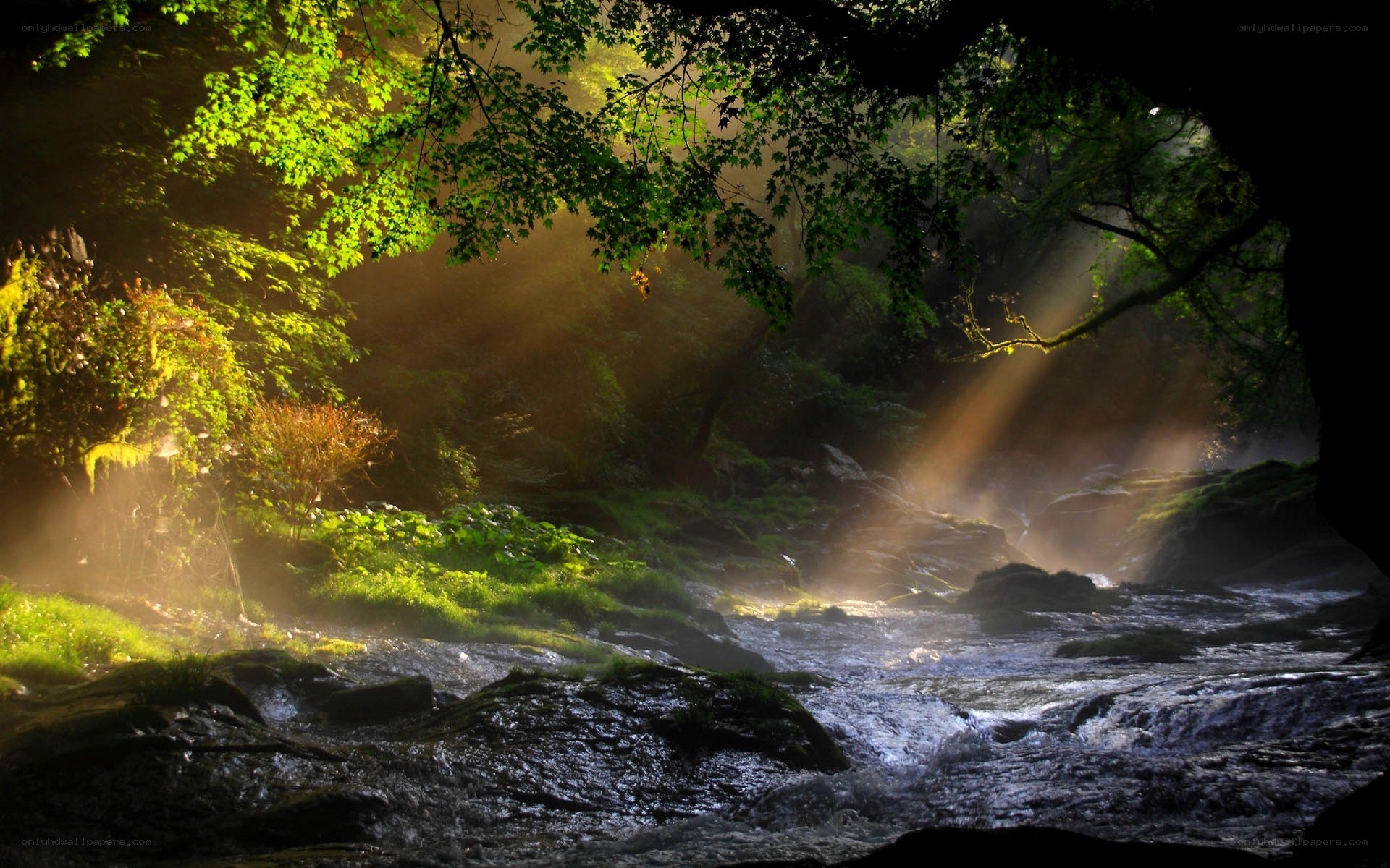 Sunlight through forest stream