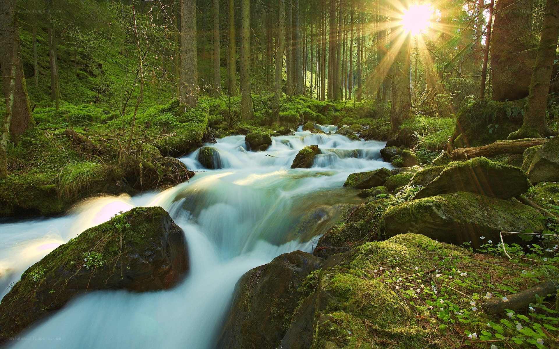 Sunlight through forest stream