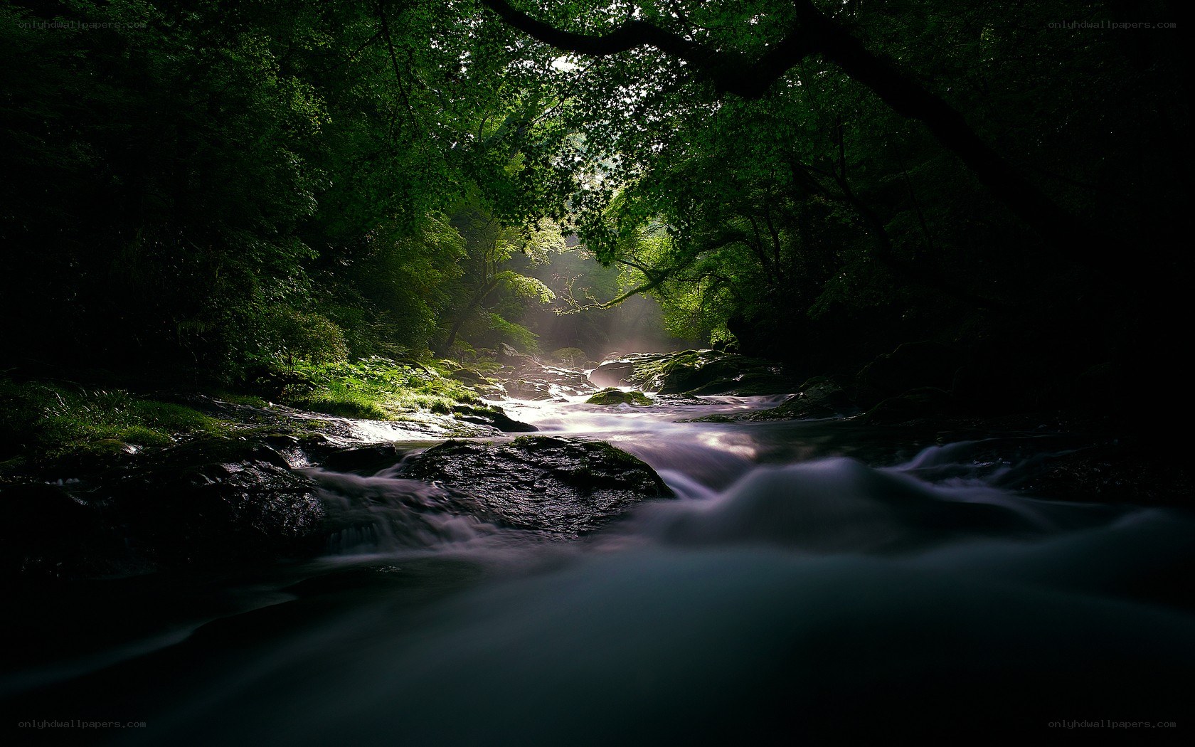 Sunlight through forest stream