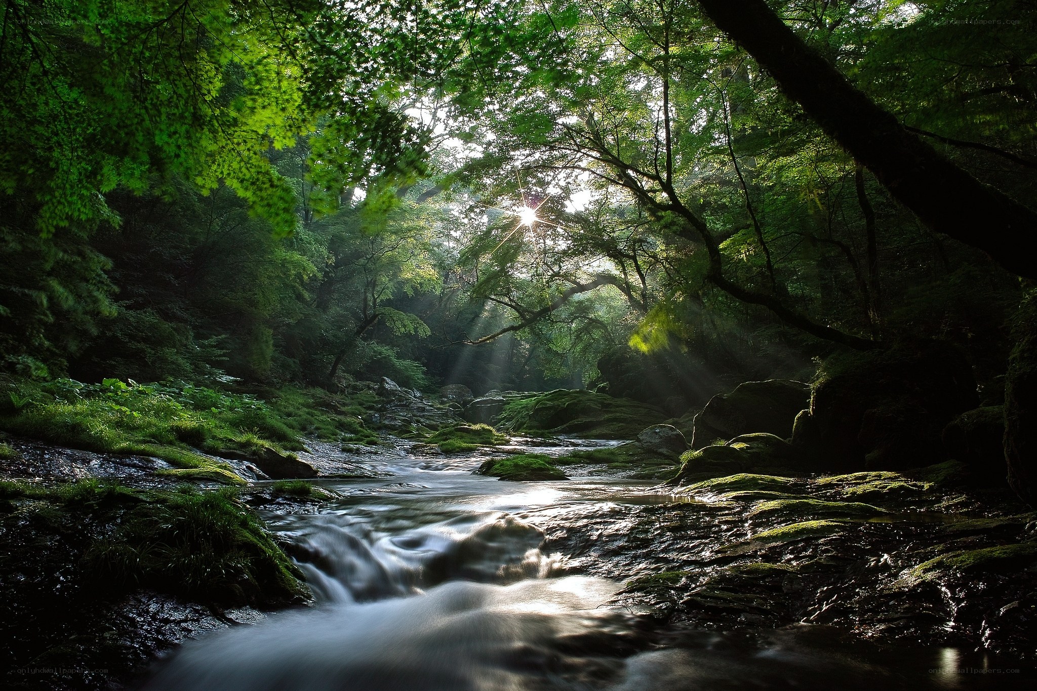 Sunlight through forest stream