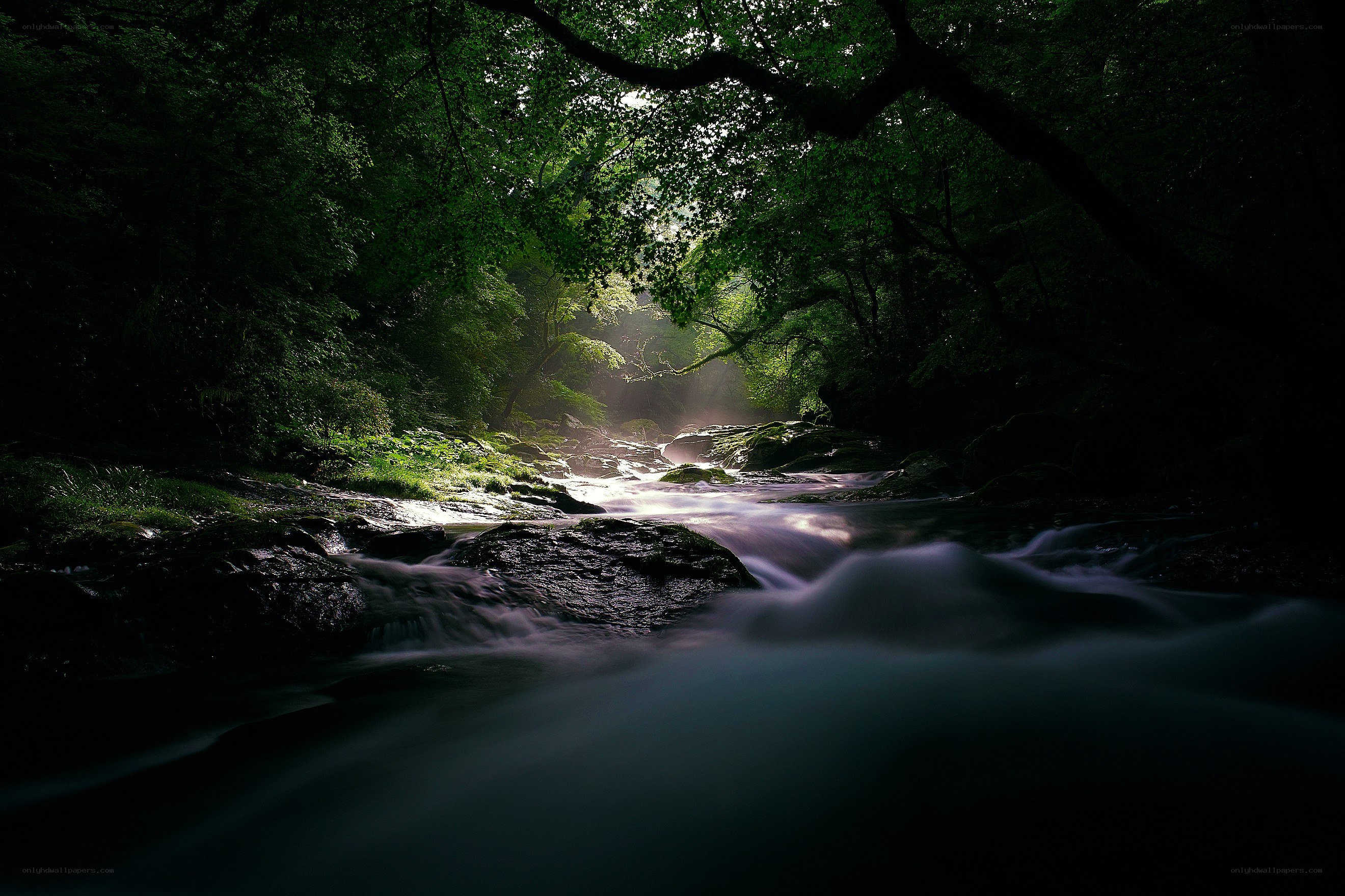 Sunlight through forest stream
