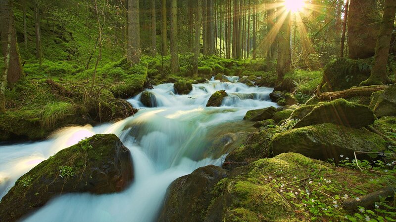Sunlight through forest stream