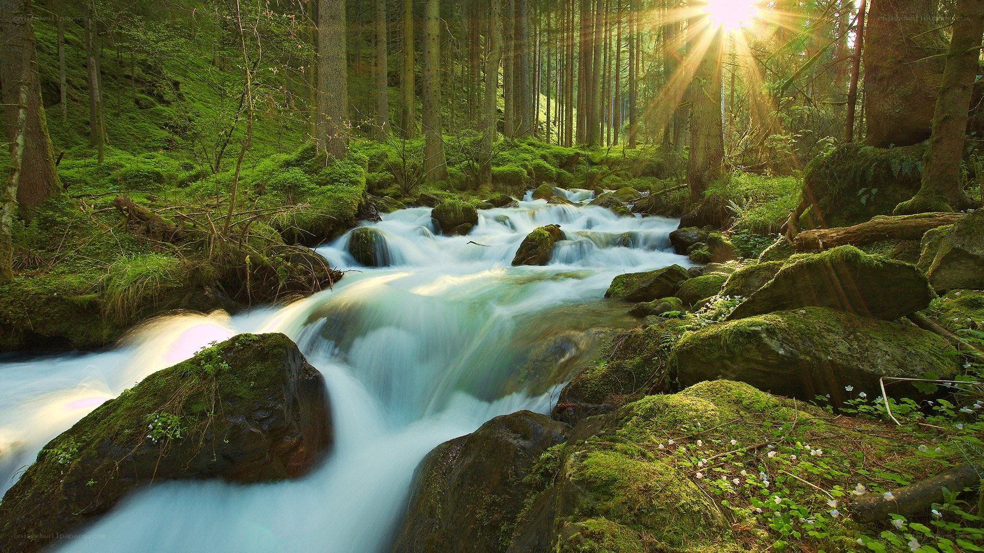 Sunlight through forest stream