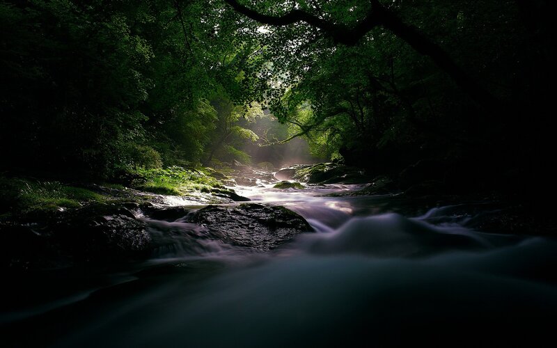 Sunlight through forest stream