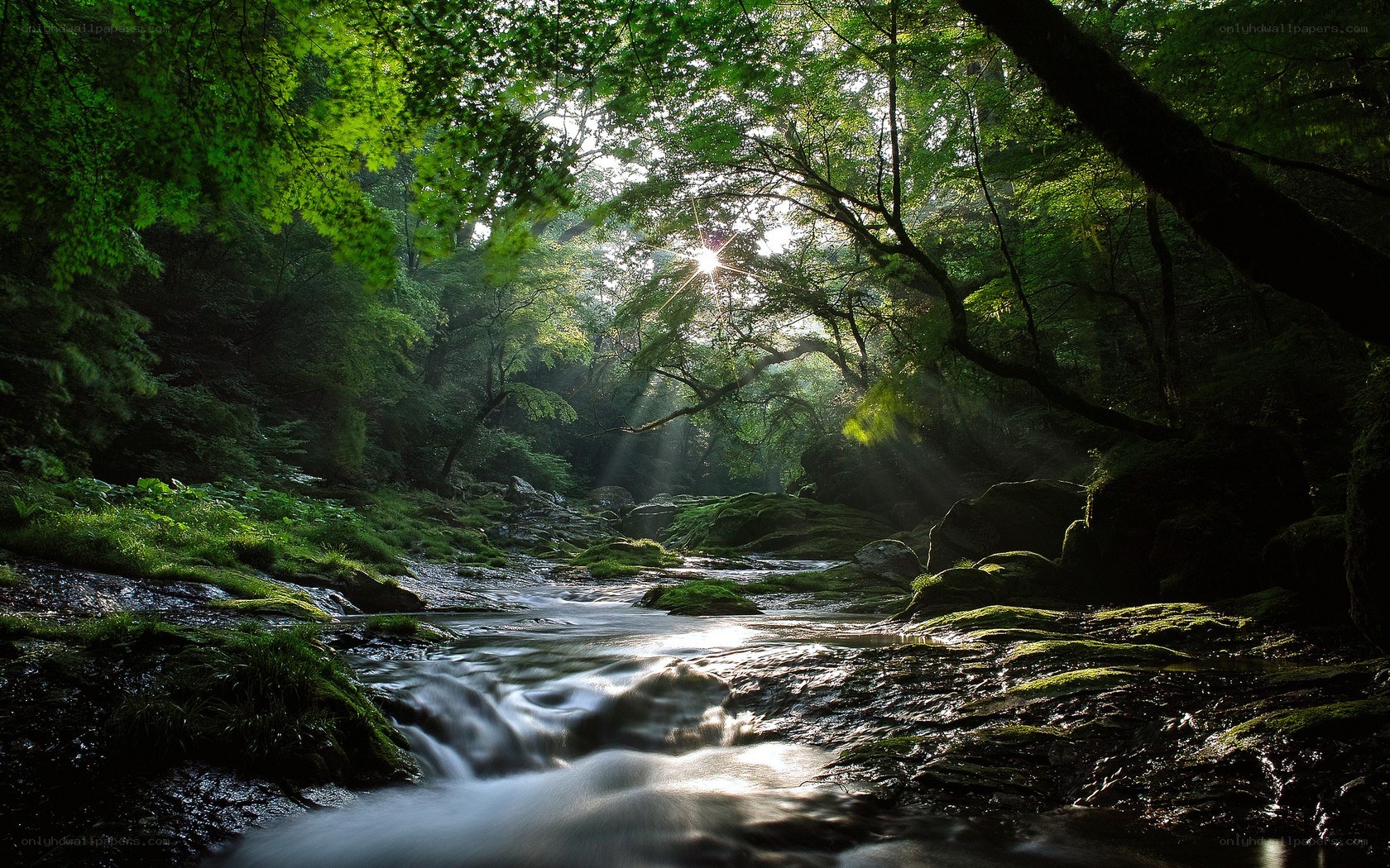 Sunlight through forest stream