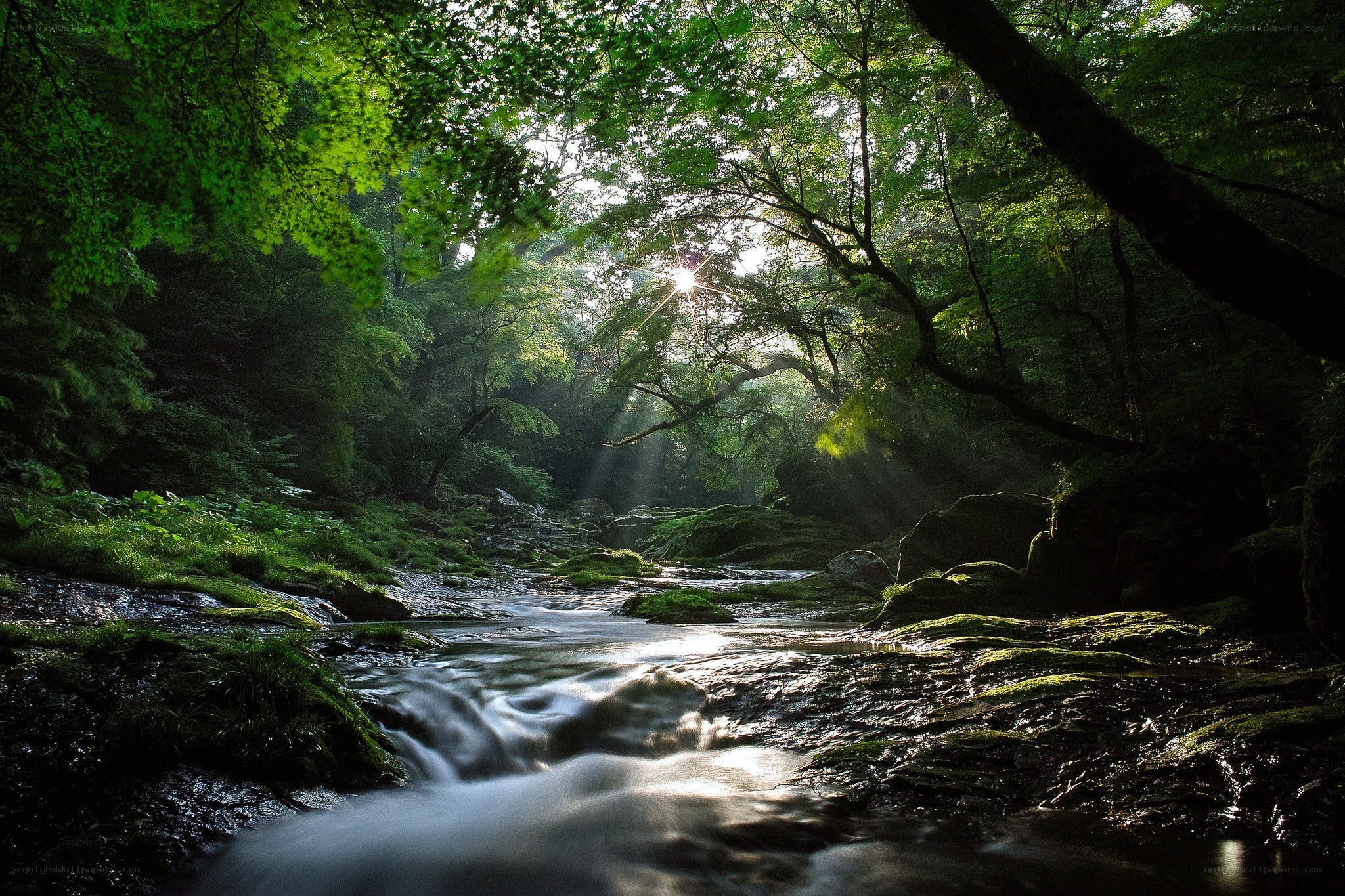 Sunlight through forest stream